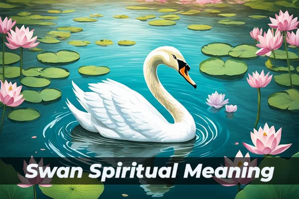 Swan Spiritual Meaning