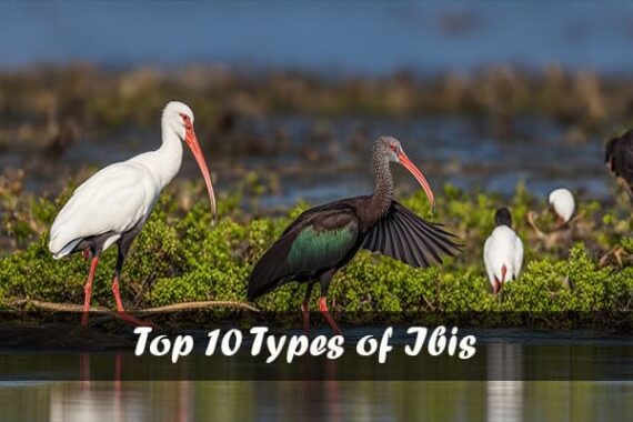 Top 10 Types of Ibis (ID Guide With Pictures)