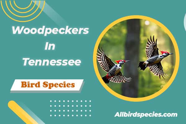 Woodpeckers In Tennessee