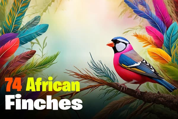 African Finches