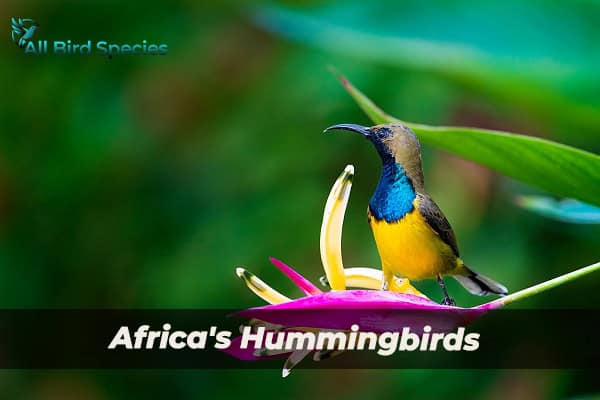 Africa's Hummingbirds