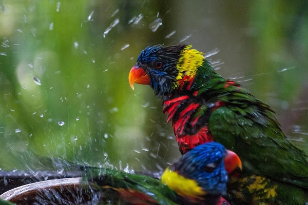 Bathing Your Parrot