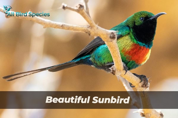 Beautiful Sunbird