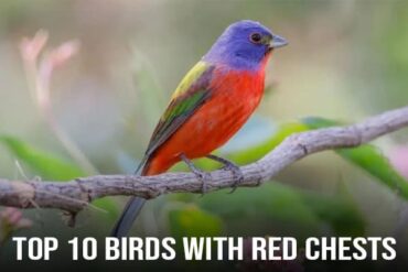 Birds With Red Chests