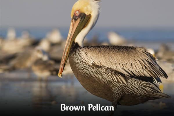 Brown Pelican