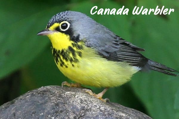 Canada Warbler