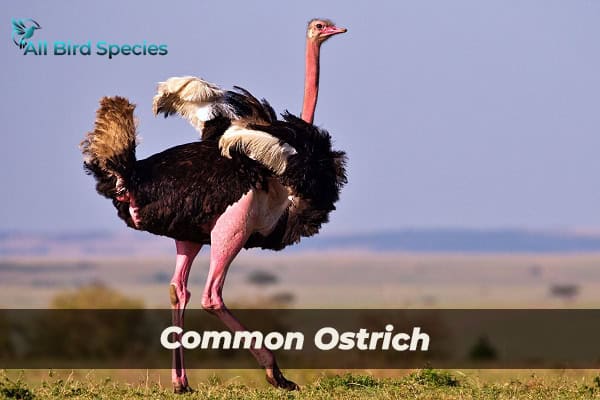 Common Ostrich