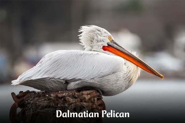 Dalmatian Pelican