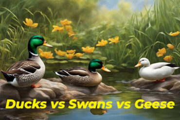 Ducks vs Swans vs Geese