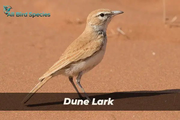 Dune Lark