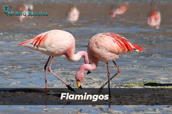 Flamingos