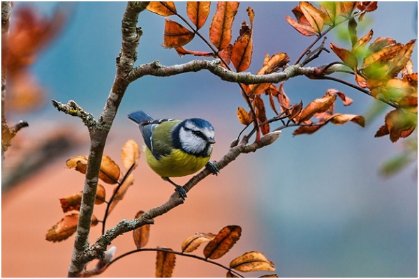 Great Tits And Climate Change