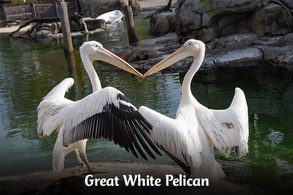 Great White Pelican