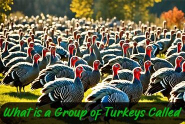 Group of Turkeys