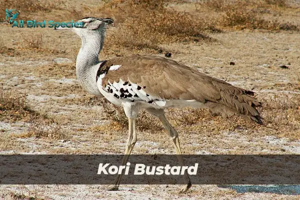 Kori Bustard