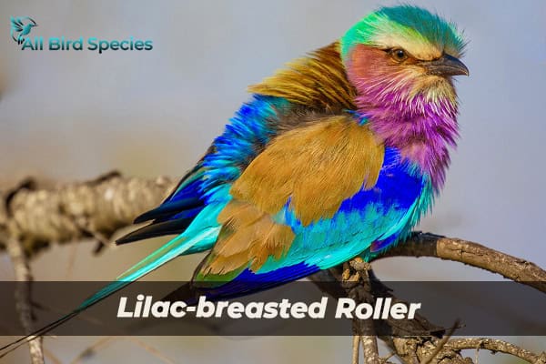 Lilac-breasted Roller