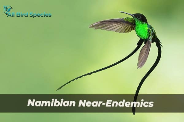 Namibian Near-Endemics