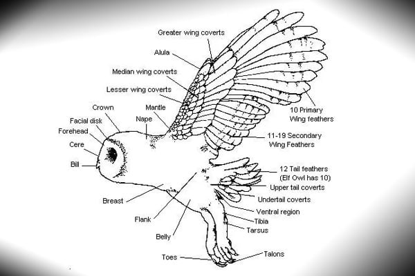 Owl Leg Structure