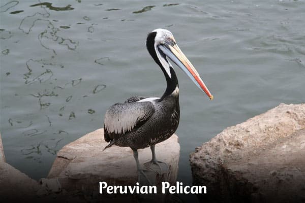 Peruvian Pelican