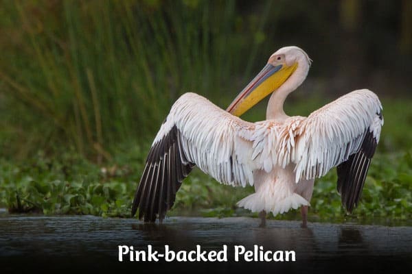 Pink-backed Pelican