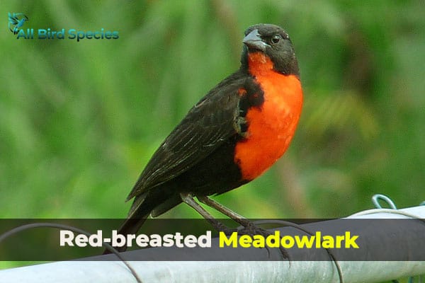 Red-breasted Meadowlark