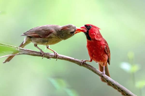 Role Of Vocalization In Bird Mating