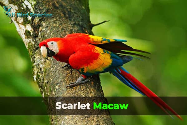 Scarlet Macaw