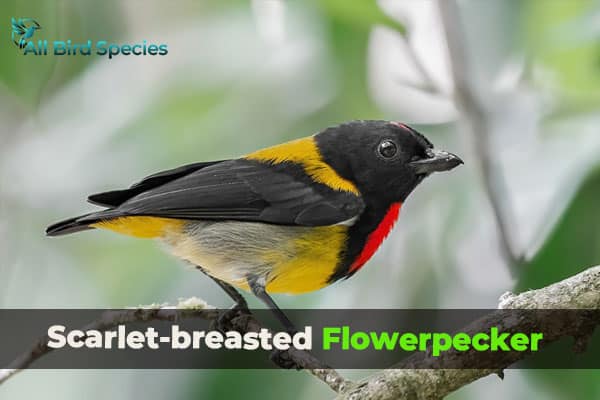 Scarlet-breasted Flowerpecker