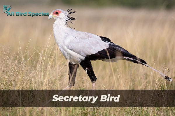 Secretary Bird