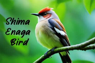 Shima Enaga Bird