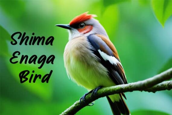 Shima Enaga Bird: Everything You Need To Know