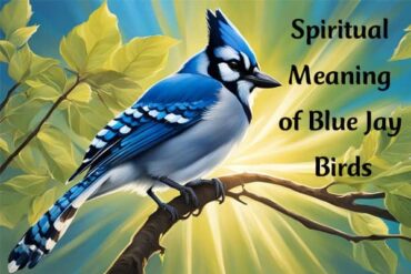 Spiritual Meaning of Blue Jay Birds