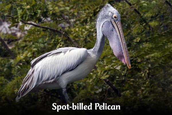 Spot-billed Pelican