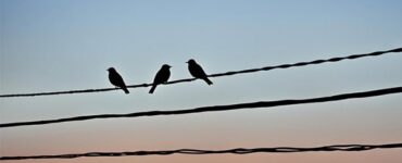 Two Birds on a Wire Meaning