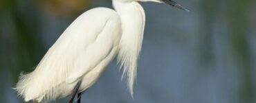 White Birds with Long Beaks