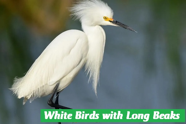 White Birds with Long Beaks
