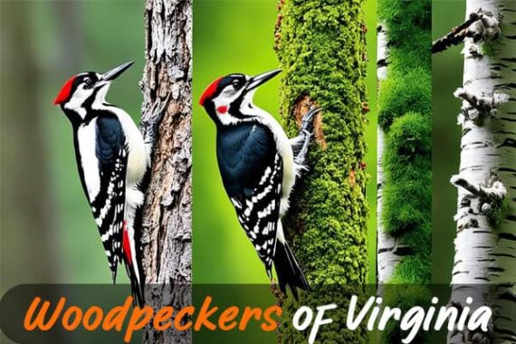 8 Types Of Woodpeckers in Virginia (Incl. Stunning Photos)