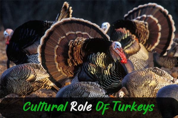 cultural role of turkeys