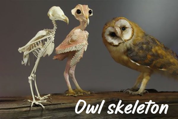 owl skeleton