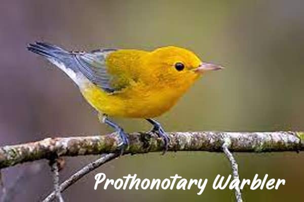 Prothonotary Warbler