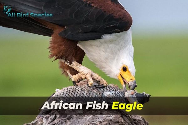 African Fish Eagle