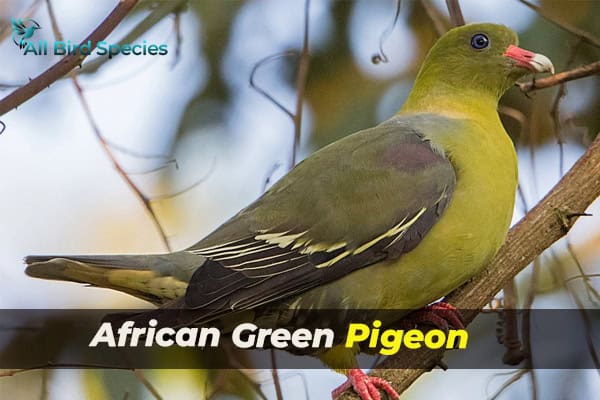 African Green Pigeon