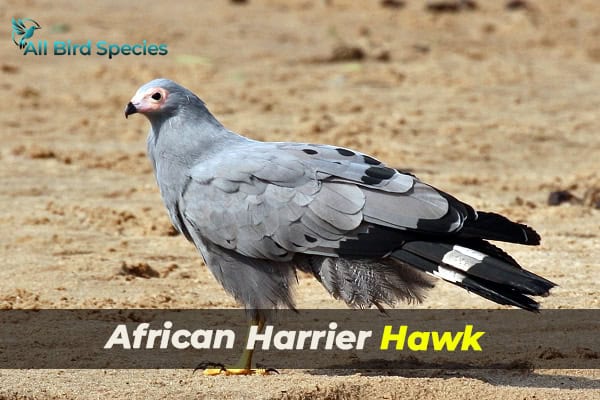 African Harrier Hawk