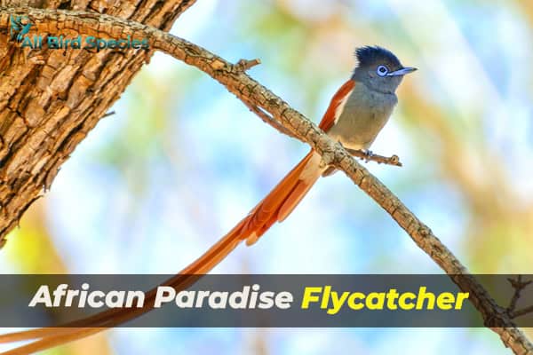 African Paradise Flycatcher