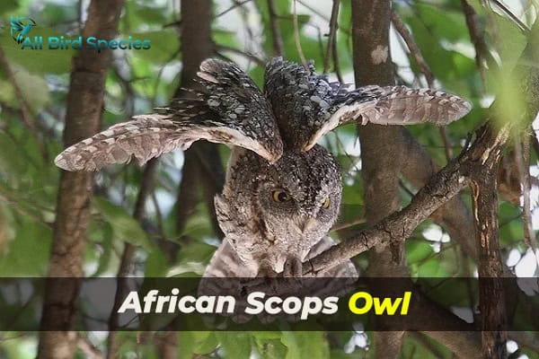 African Scops Owl