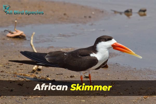 African Skimmer