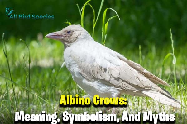 Albino Crows