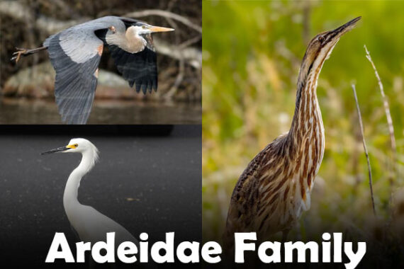 Herons Egrets And Bitterns Family Ardeidae ID Guide