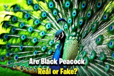 Are Black Peacock Real or Fake?