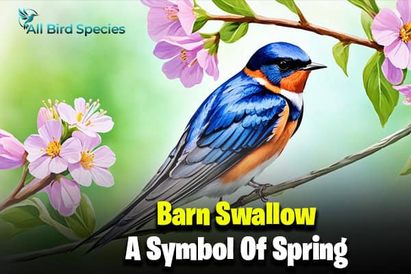 Barn Swallow